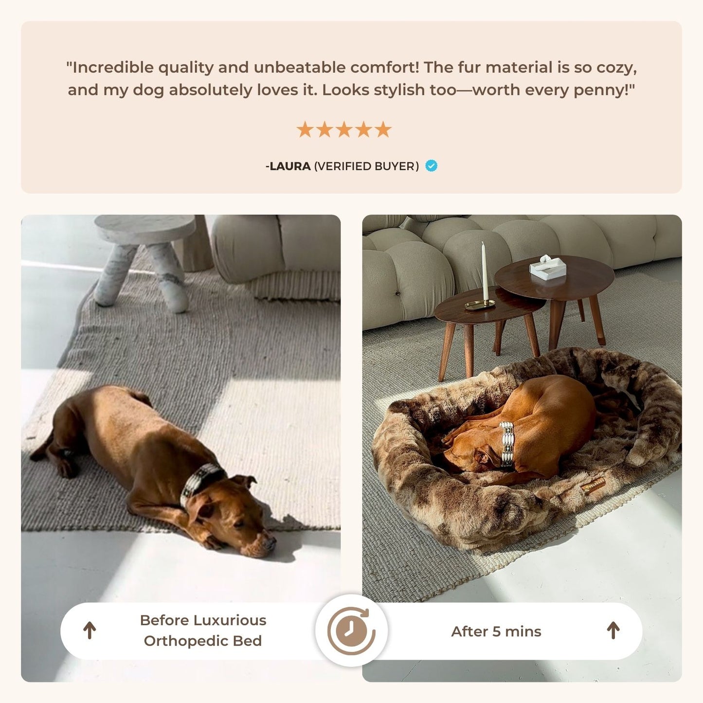 Give Your Dog the Gift of Healing Rest