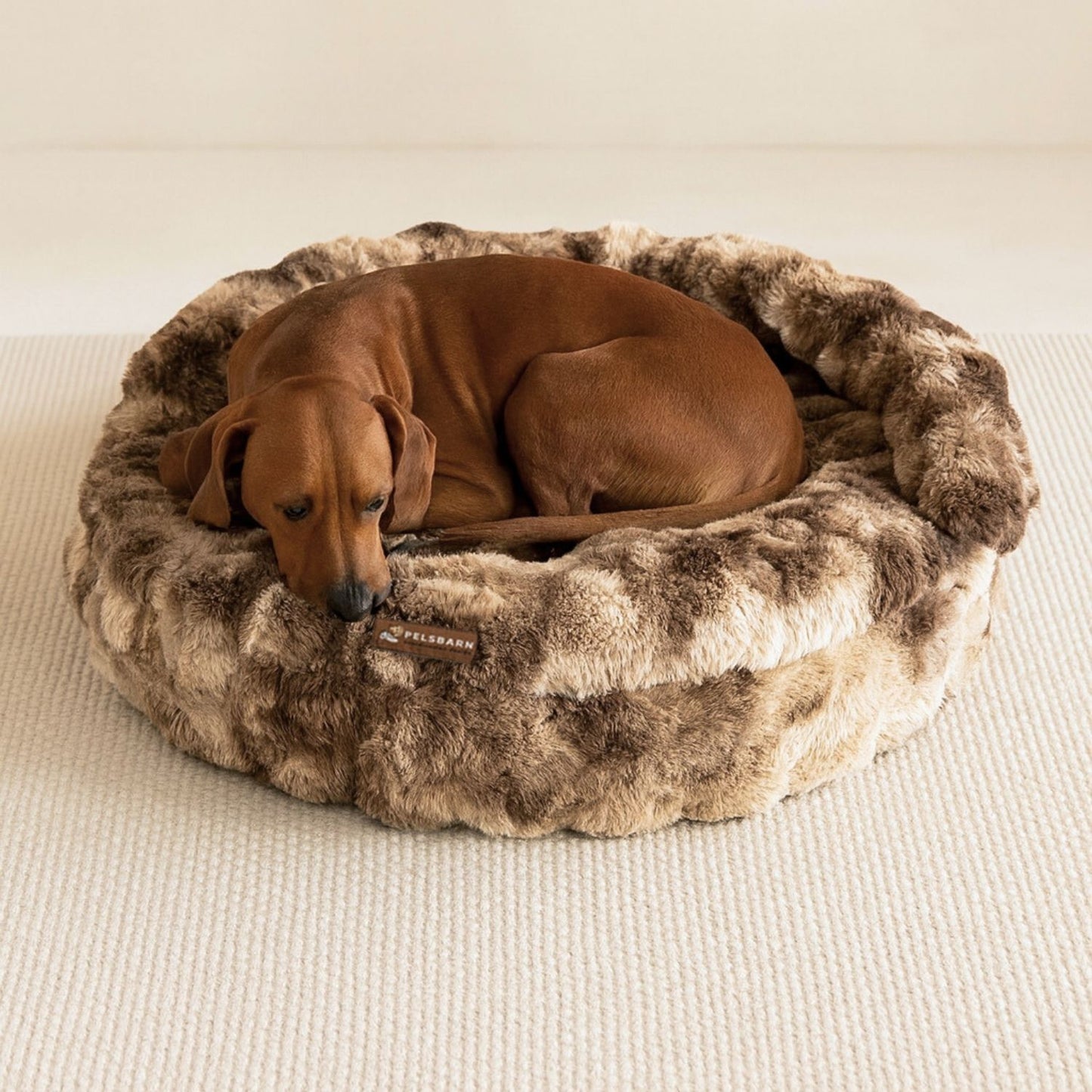 New: The Science of Canine Comfort