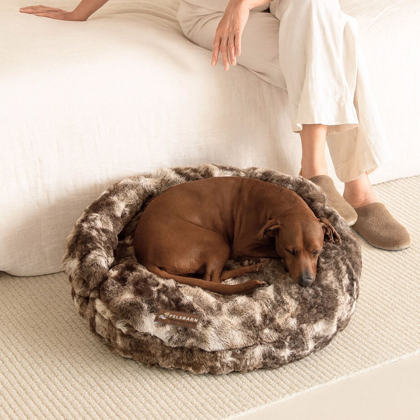 New: The Science of Canine Comfort