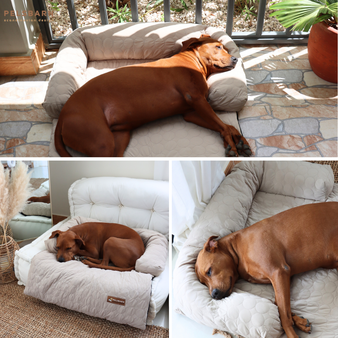 Cooling dog bed best sale