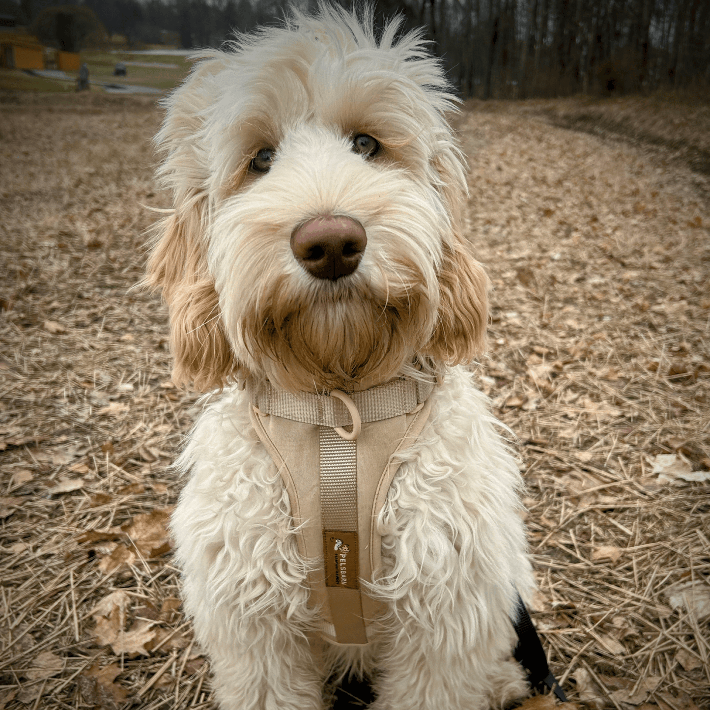 Pelsbarn No-Pull Harness Walk Kit