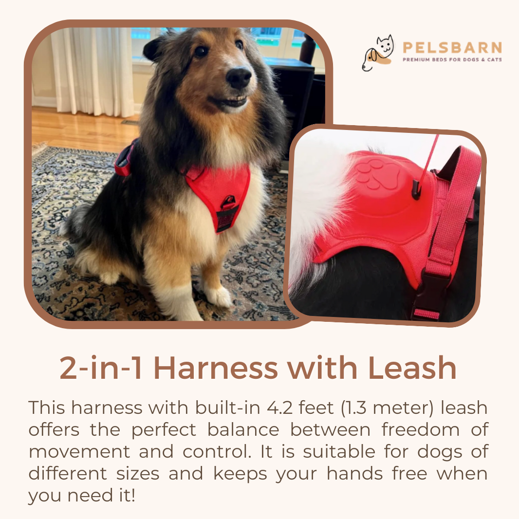 All-In-One Dog Harness & Retractable Leash