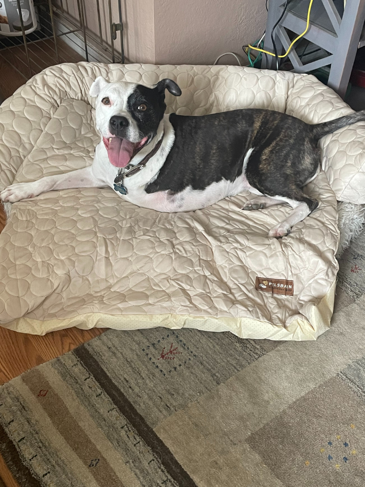 Pelsbarn Cooling Bed (4x more effective)