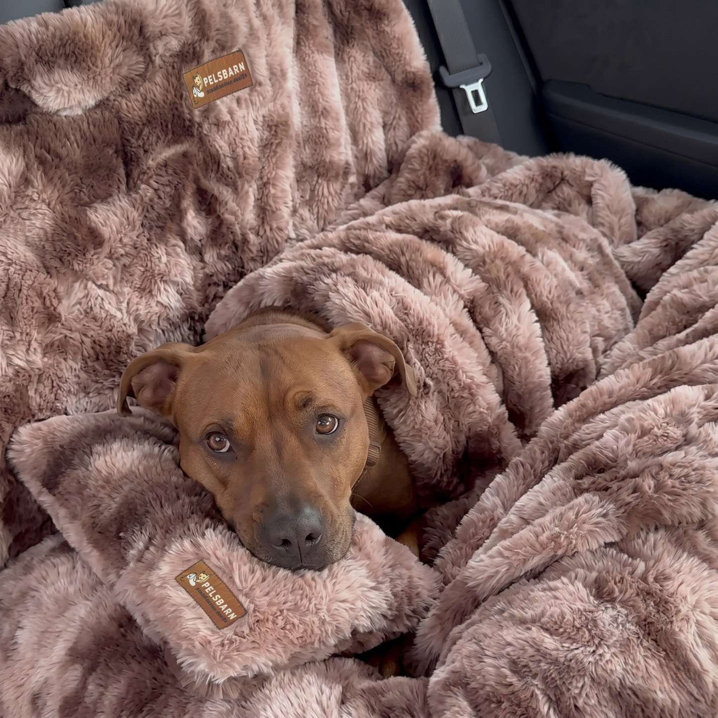 Luxurious Car Bed