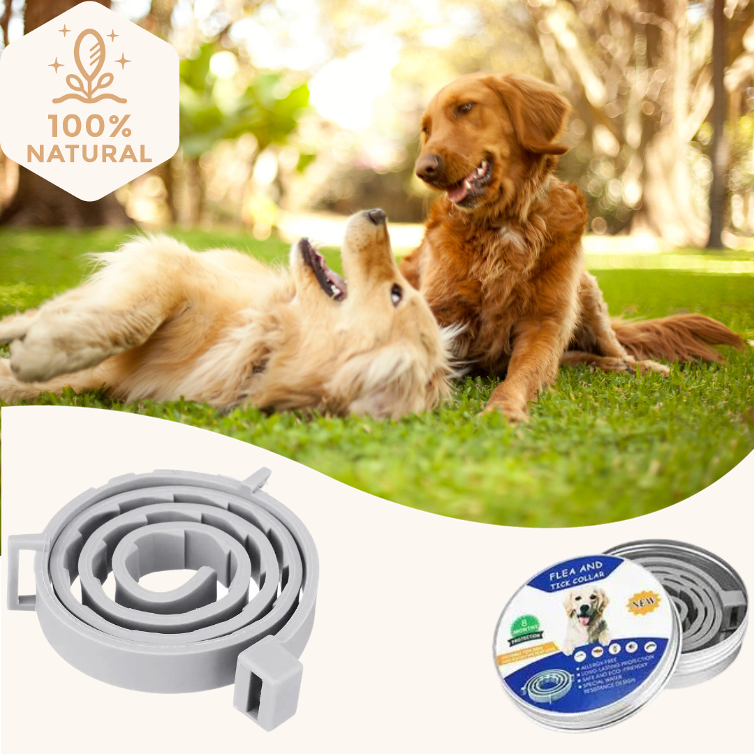 Long lasting flea collars best sale