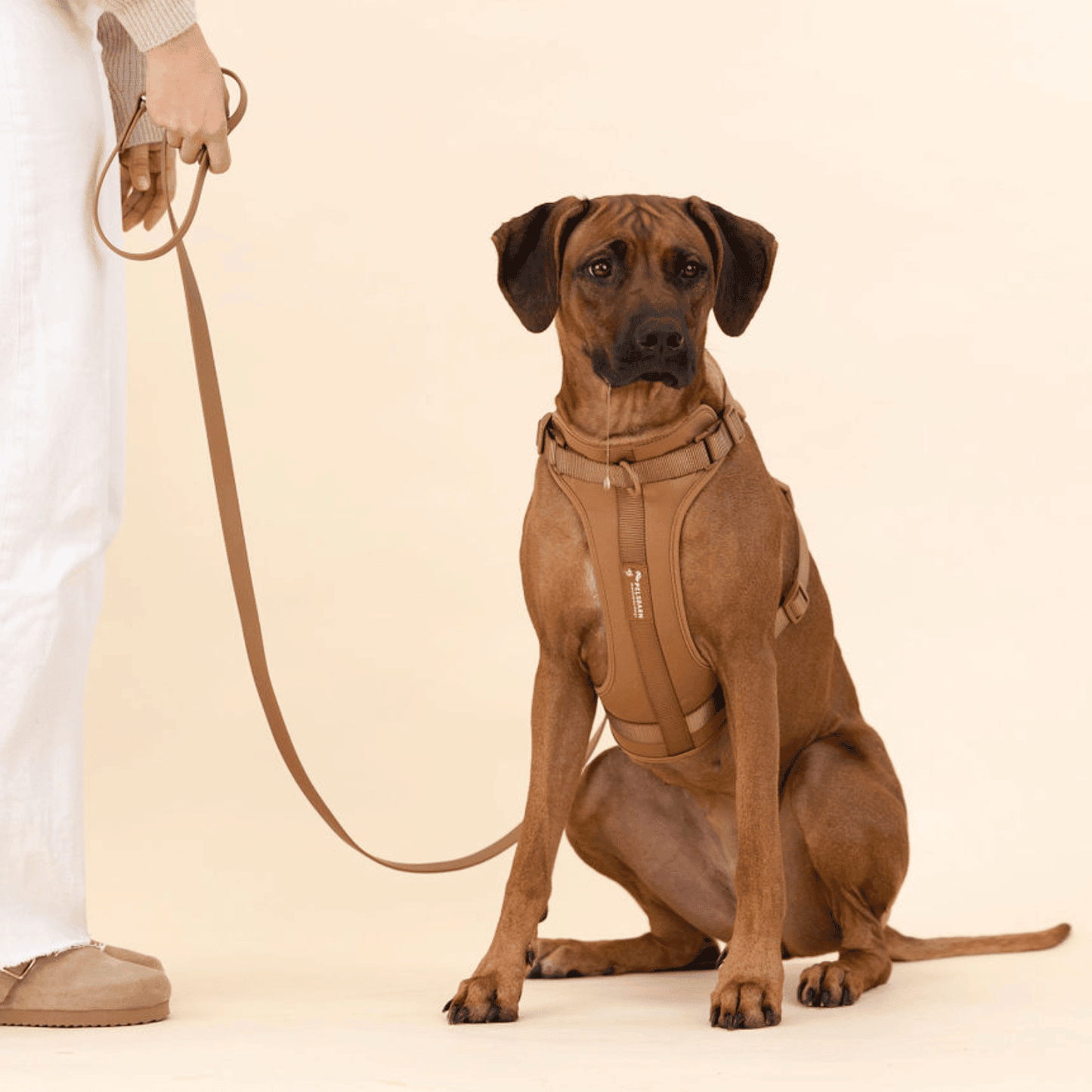 Kit de paseo con arnés sin tirones Pelsbarn