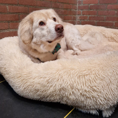 Shelter dog month: A soft landing with your dog´s second chance