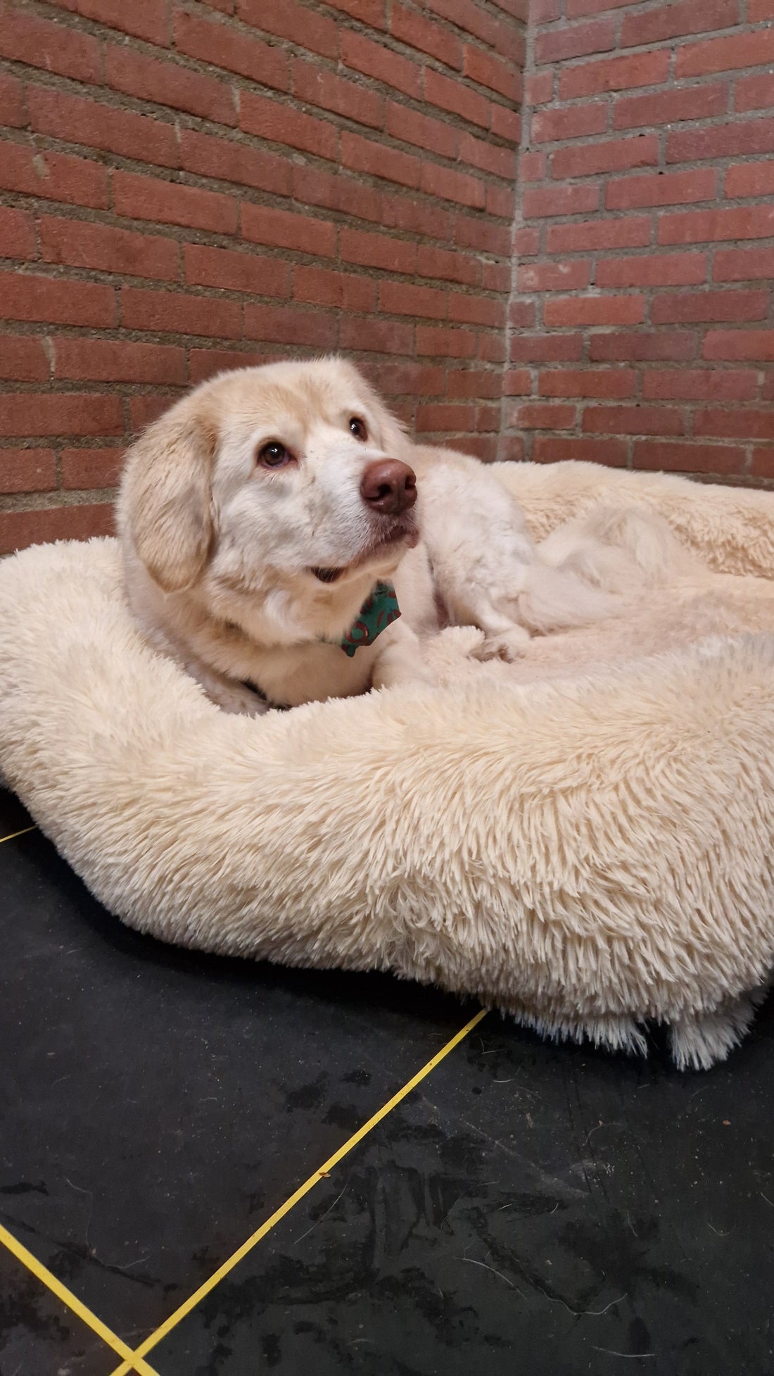 Shelter dog month: A soft landing with your dog´s second chance