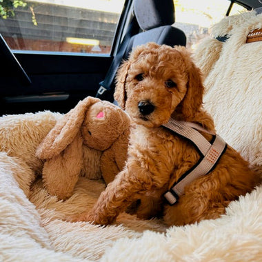 Responsible Dog Ownership Month – Celebrating Our Pups & Their Parents