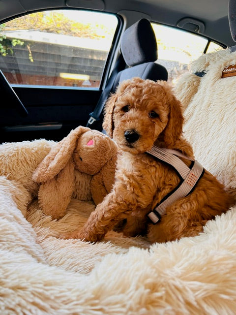 Responsible Dog Ownership Month – Celebrating Our Pups & Their Parents