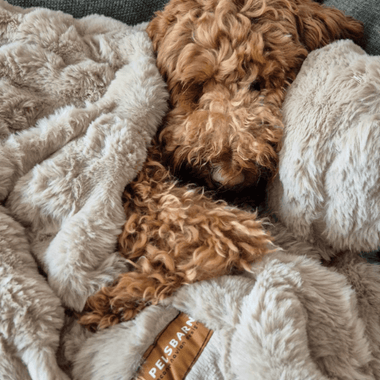 How to Keep Your Dog Warm and Cozy This Fall (Even When It’s Raining Outside)