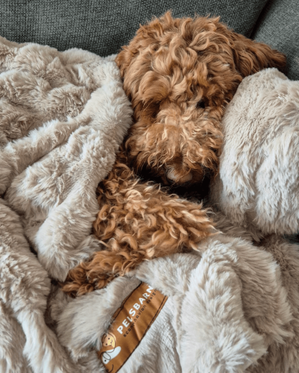 How to Keep Your Dog Warm and Cozy This Fall (Even When It’s Raining Outside)