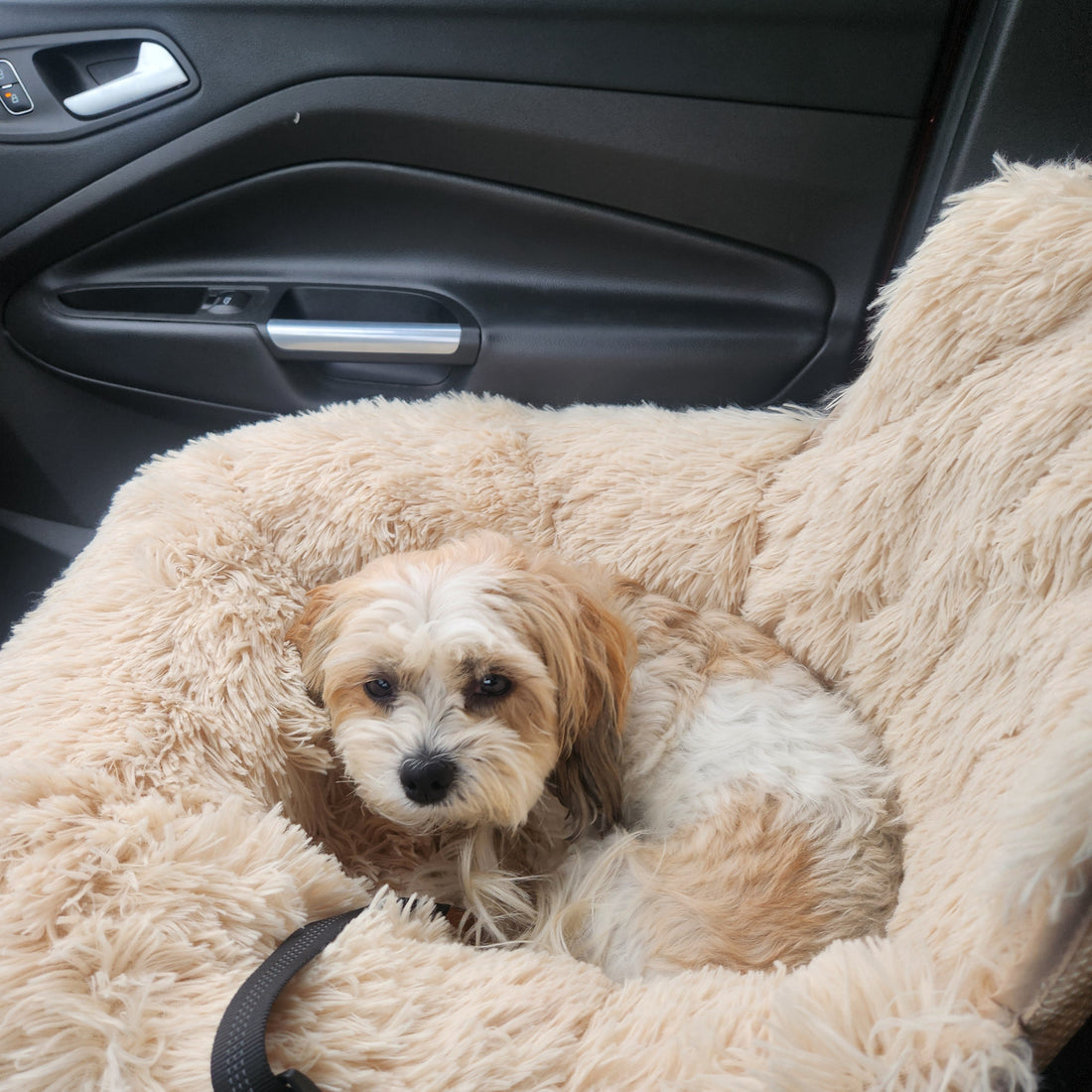 New Year Resolution: Traveling More With Your Dog