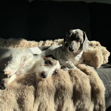 How to Choose the Perfect Dog Bed (2025 Guide)