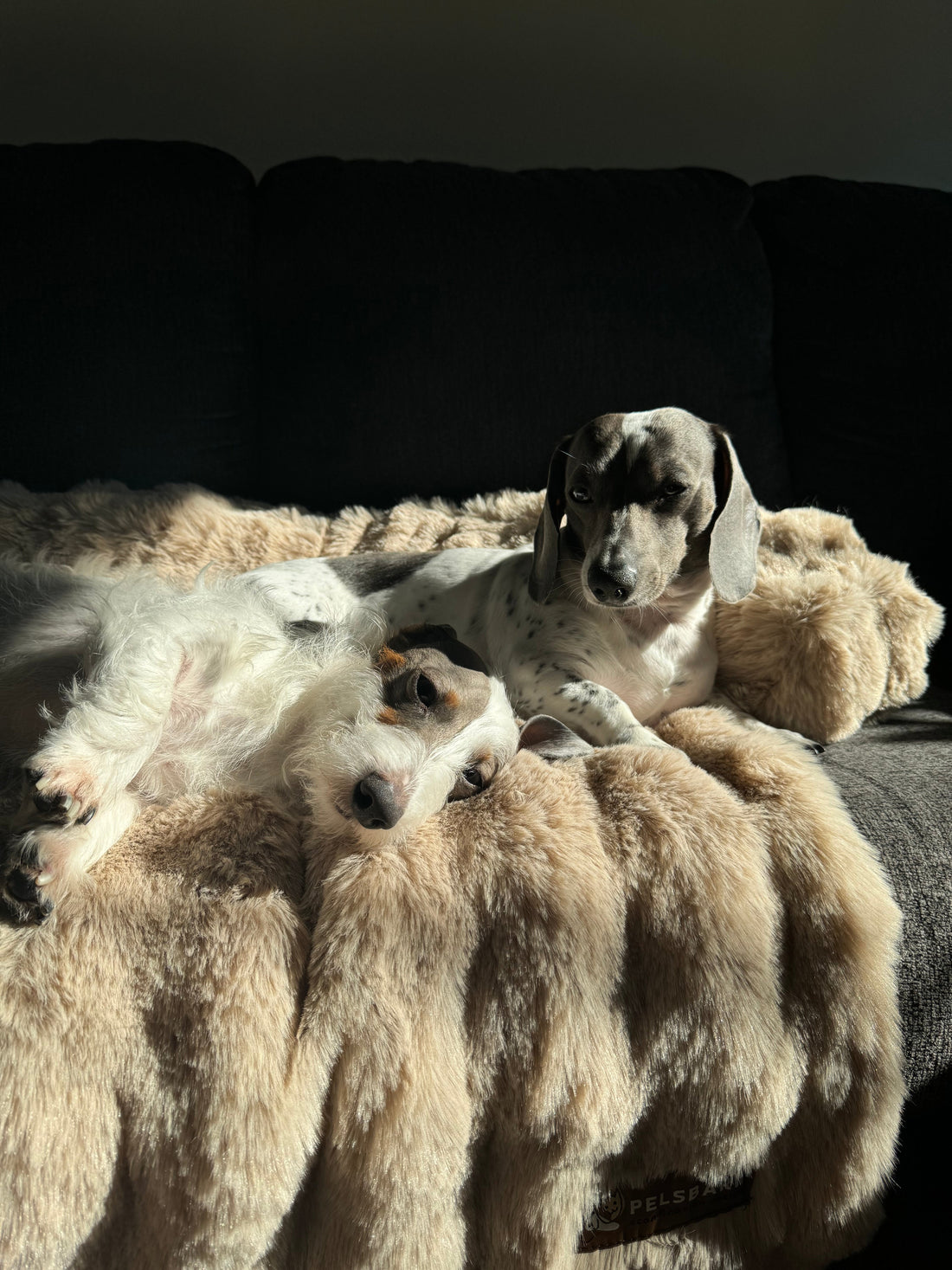 How to Choose the Perfect Dog Bed (2025 Guide)