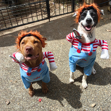 Halloween Safety For Dogs