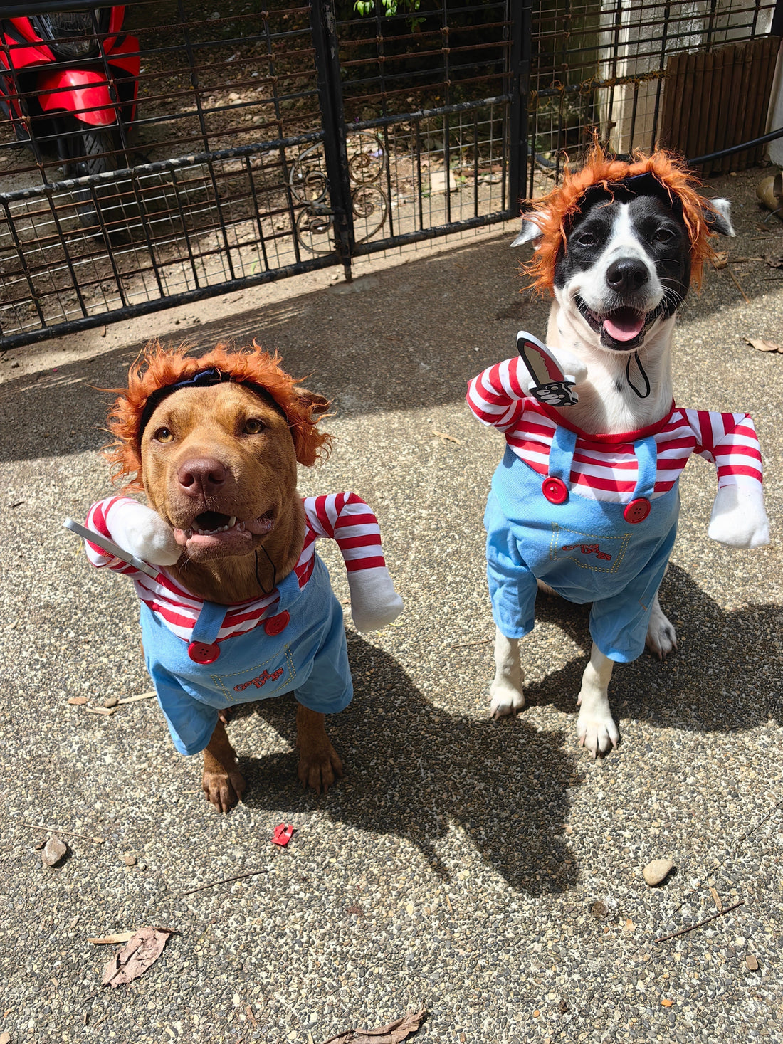 Halloween Safety For Dogs