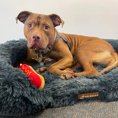 The Lost Dogs Home: Giving Back (May Donation)