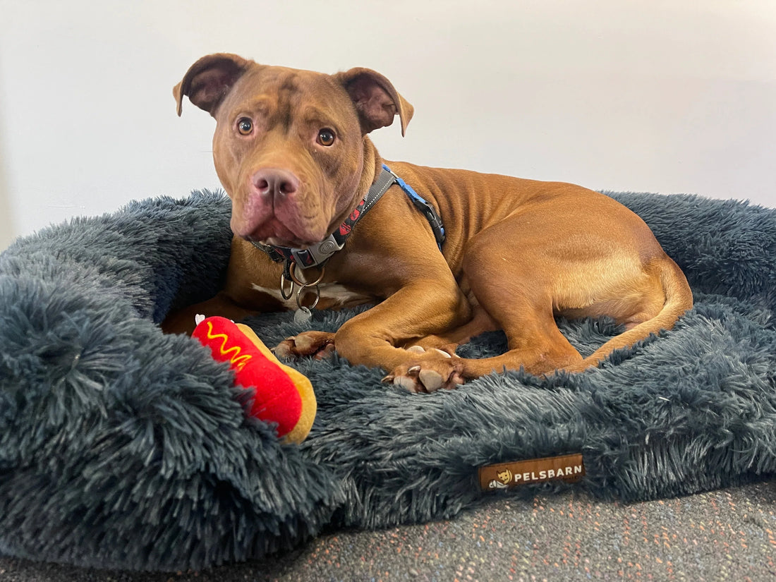 The Lost Dogs Home: Giving Back (May Donation)