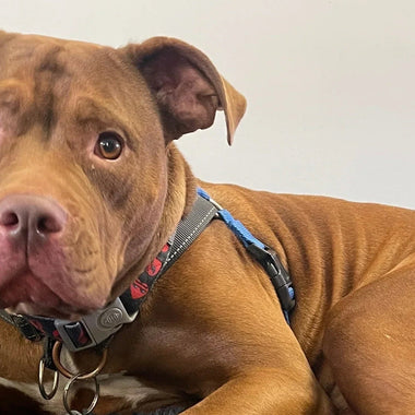 The Lost Dogs Home: Giving Back (May Donation)
