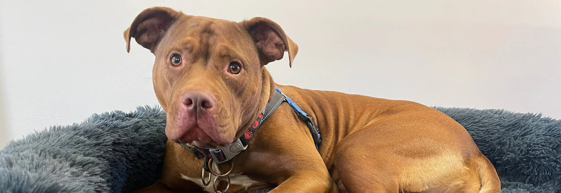 The Lost Dogs Home: Giving Back (May Donation)