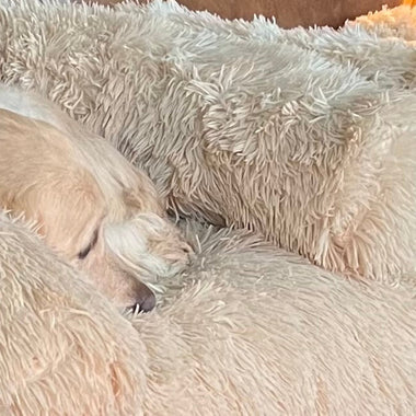 Remy Martin Goldens: Spreading Comfort & Love (June Donation)