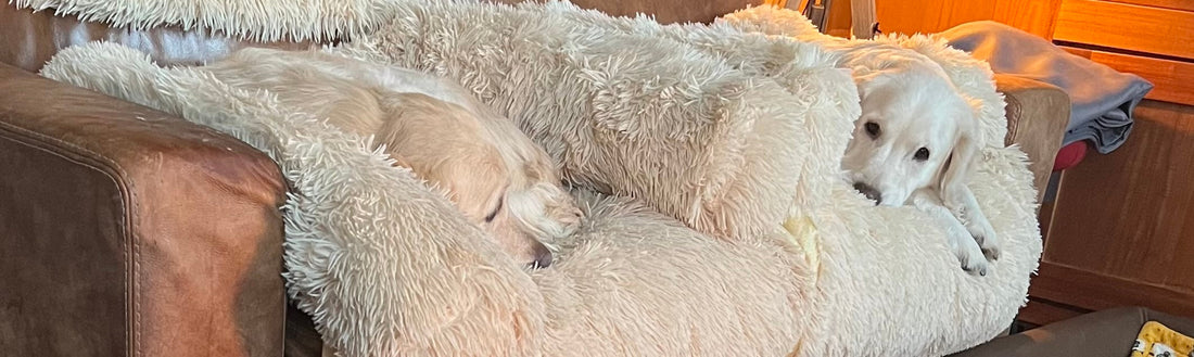 Remy Martin Goldens: Spreading Comfort & Love (June Donation)
