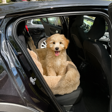 5 Essentials to Pack for Holiday Trips With Your Dog