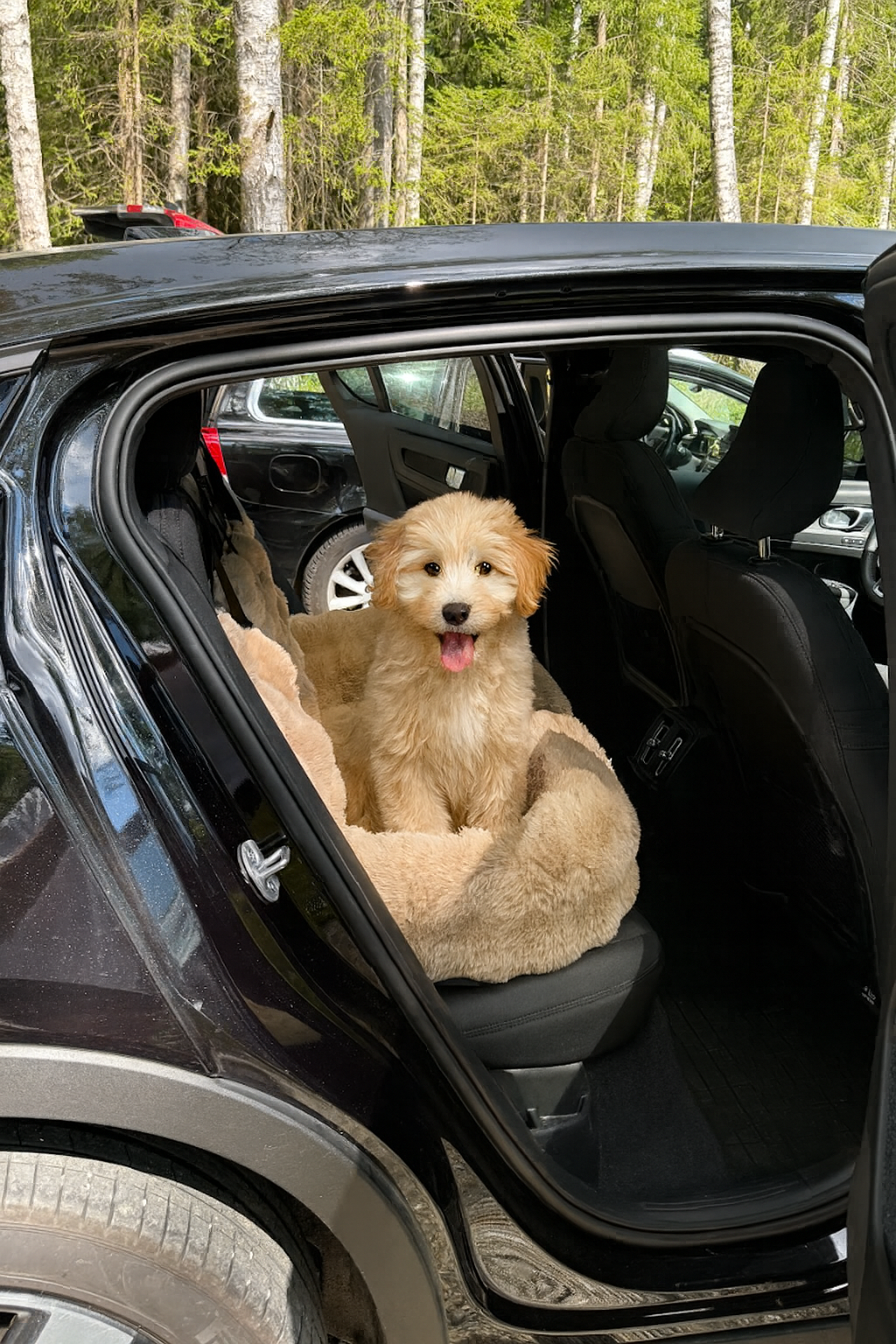 5 Essentials to Pack for Holiday Trips With Your Dog