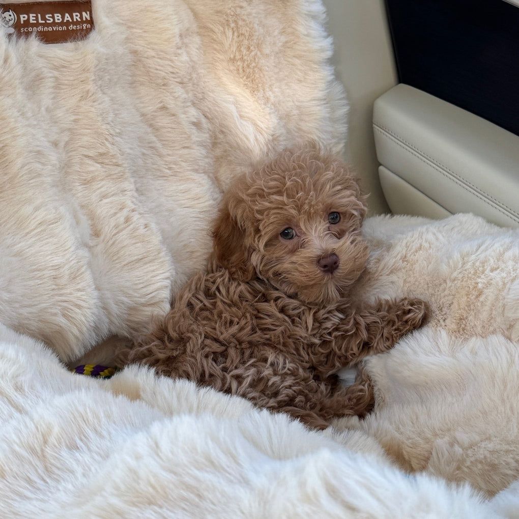 Spring Forward, Snooze Back: The Science of Why Your Pet’s Nap Patterns Change in Spring