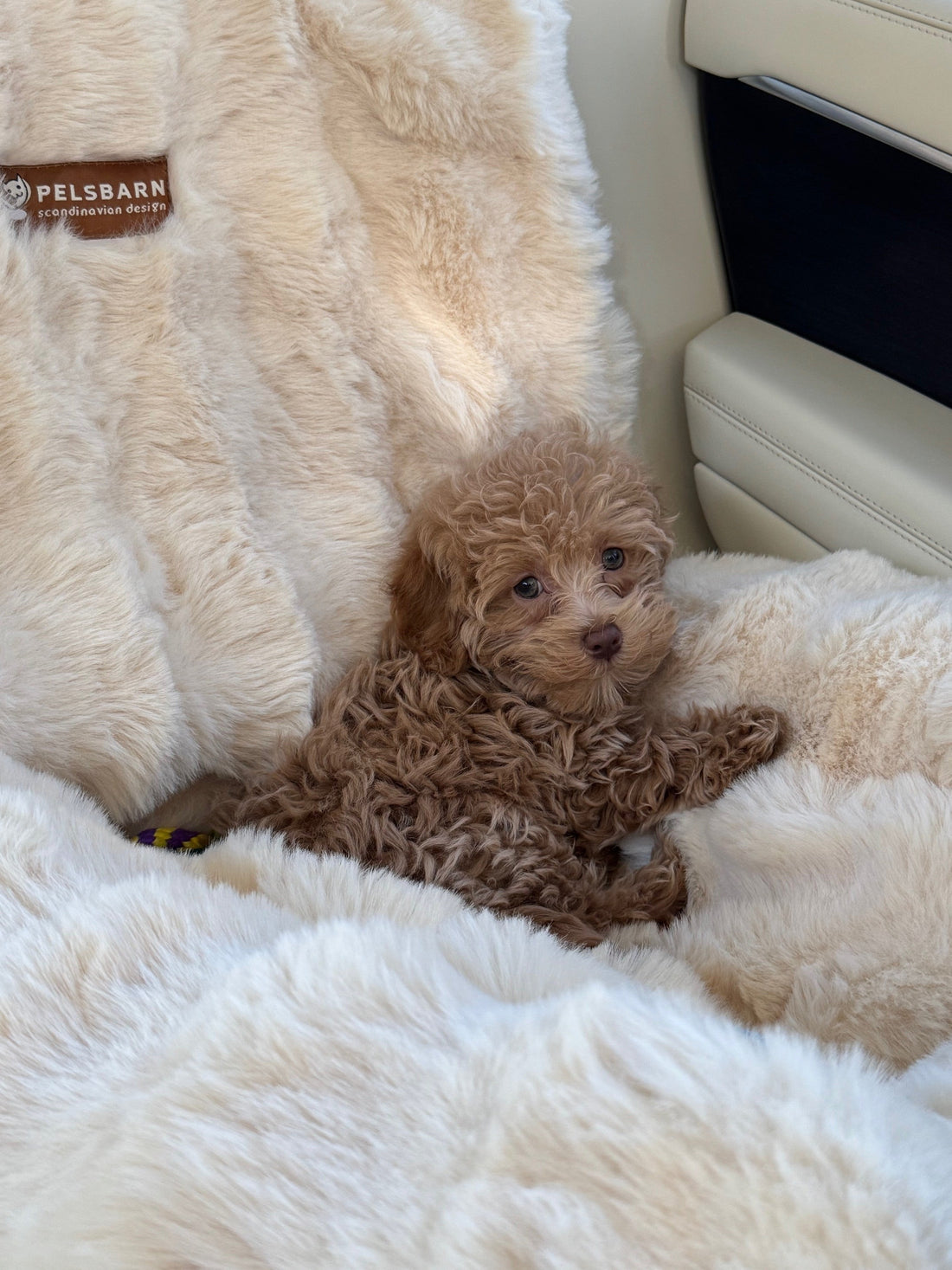 Spring Forward, Snooze Back: The Science of Why Your Pet’s Nap Patterns Change in Spring