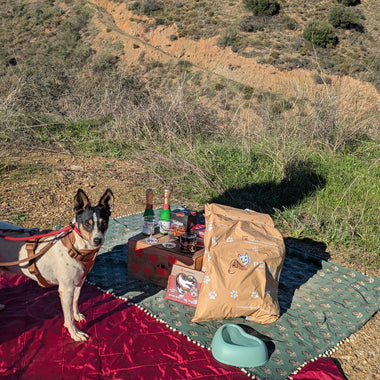 Dog Date Ideas for Valentine’s Day (Meaningful Ways to Celebrate With Your Dog