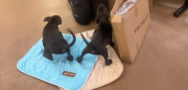 Florence Area Humane Society: Changing Lives, One Paw at a Time (August Donation)