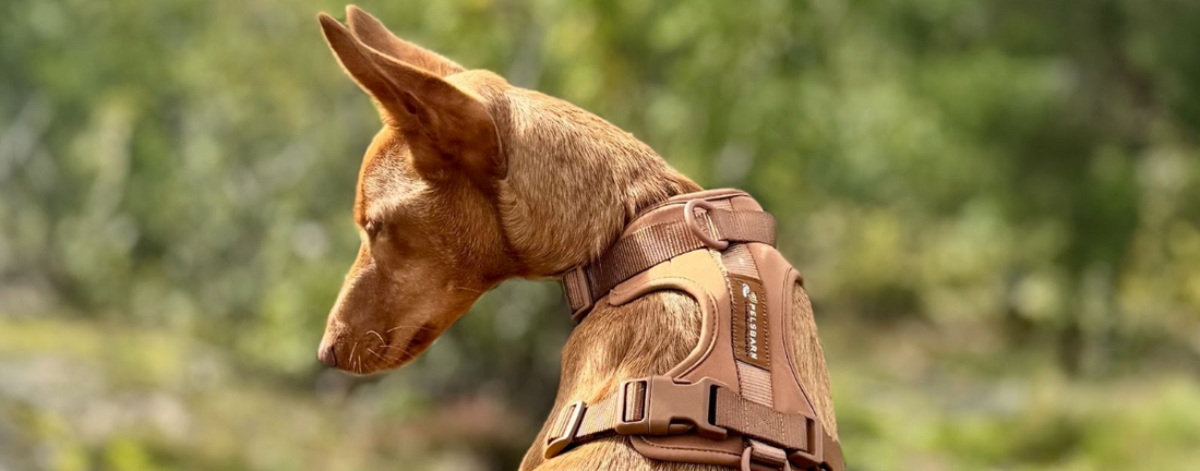 ADA Hundar: Supporting a Mission of Second Chances (September Donation)