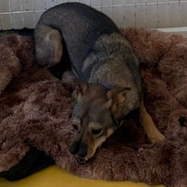 Stichting Adopt.nl: A Shared Mission of Kindness (September Donation)