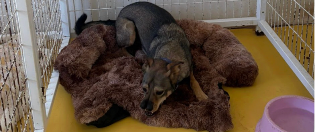 Stichting Adopt.nl: A Shared Mission of Kindness (September Donation)