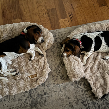 Why Raised Edges Help Anxious Dogs