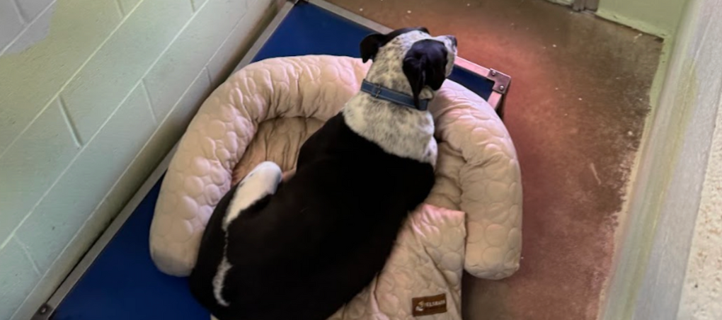 Lander Pet Connection: Sharing Comfort Where It Matters Most (September Donation)