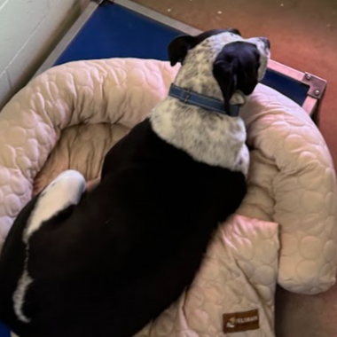 Lander Pet Connection: Sharing Comfort Where It Matters Most (September Donation)