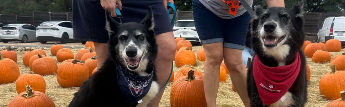 PAWS Shelter of Central Texas: How Our Community Made a Difference (Halloween Donation)