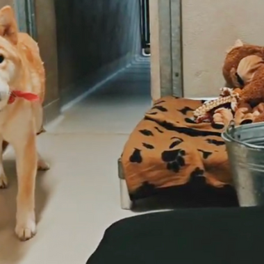 KMD Dierenasiel Gent: From Our Pelsbarn Family to Theirs (November Donation)