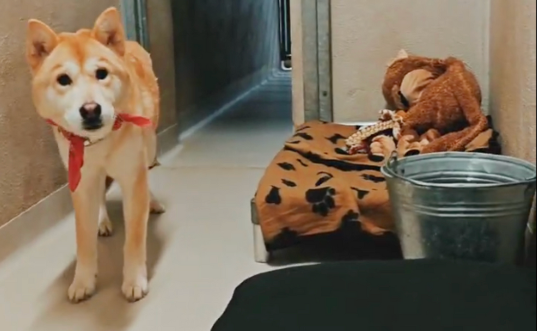 KMD Dierenasiel Gent: From Our Pelsbarn Family to Theirs (November Donation)