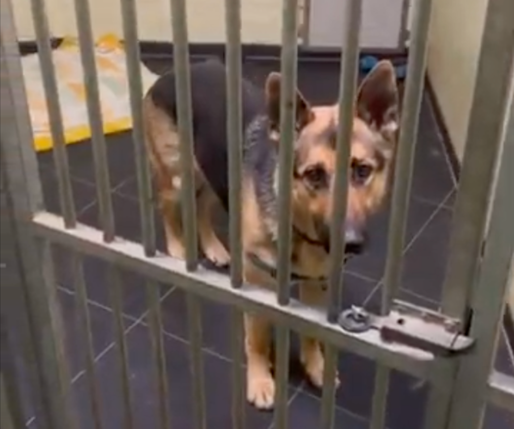 Dierentehuis ’s‑Hertogenbosch: A Safe Haven for Animals in Need (November Donation)