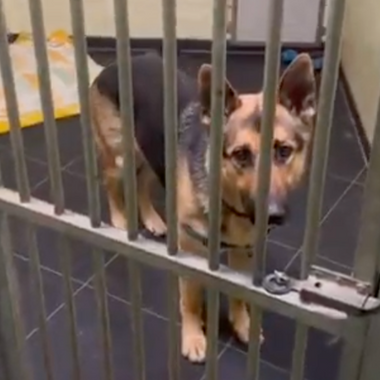 Dierentehuis ’s‑Hertogenbosch: A Safe Haven for Animals in Need (November Donation)