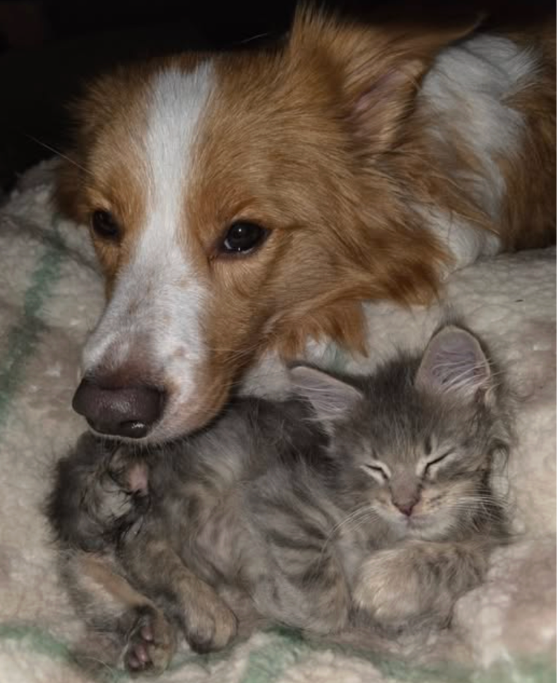 Kittenplace: Supporting Sweet Beginnings (November Donation)