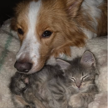 Kittenplace: Supporting Sweet Beginnings (November Donation)