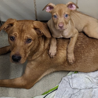 Bringing Comfort to Shelter Dogs in Texas (January Donation)