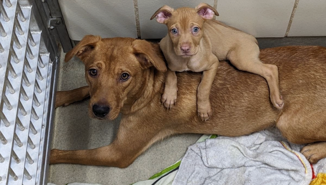 Bringing Comfort to Shelter Dogs in Texas (January Donation)