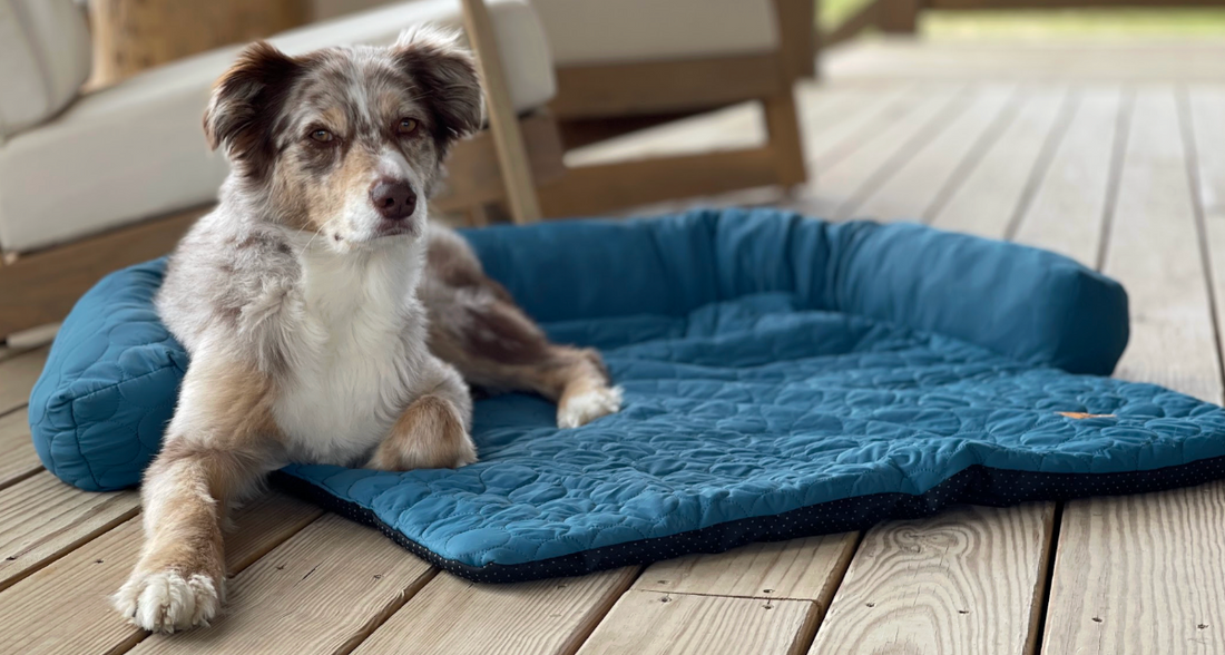 How Dogs Regulate Body Temperature