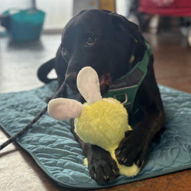 Helping Dogs Beat the Heat: Supporting True Companions (May Donation)